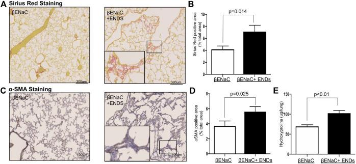 https://cdn.ncbi.nlm.nih.gov/pmc/blobs/1308/8355703/d0a16b967d56/fphar-12-726586-g005.jpg