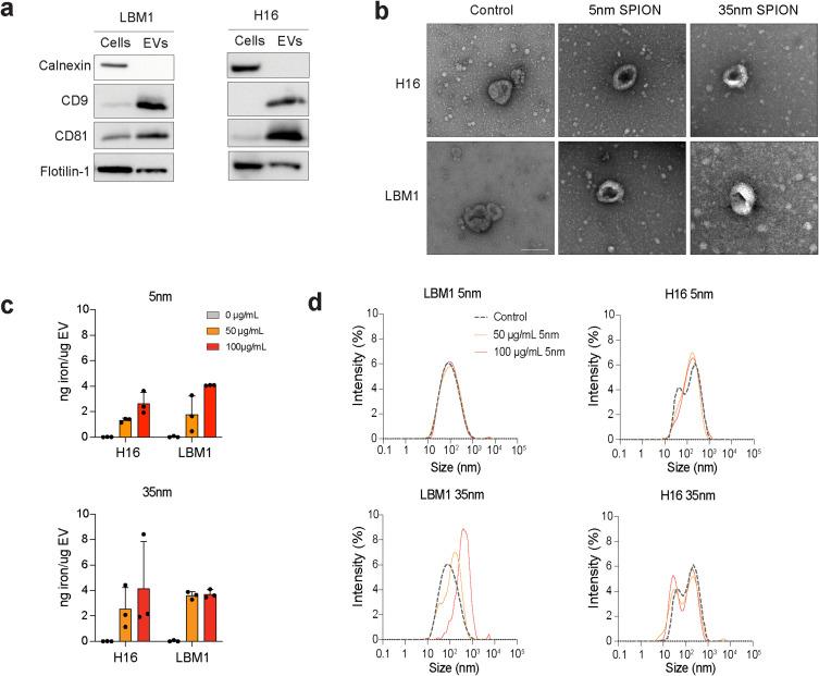 https://cdn.ncbi.nlm.nih.gov/pmc/blobs/130d/12174924/4b212f818735/IJN-20-7501-g0002.jpg