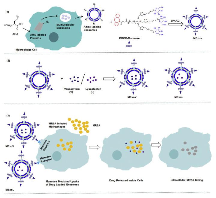 https://cdn.ncbi.nlm.nih.gov/pmc/blobs/130e/11359499/3431a0d88c78/pharmaceutics-16-00976-g004.jpg
