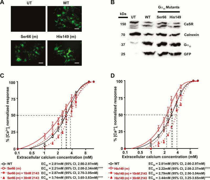 https://cdn.ncbi.nlm.nih.gov/pmc/blobs/130e/7048683/617b64186d17/dgz251f0004.jpg