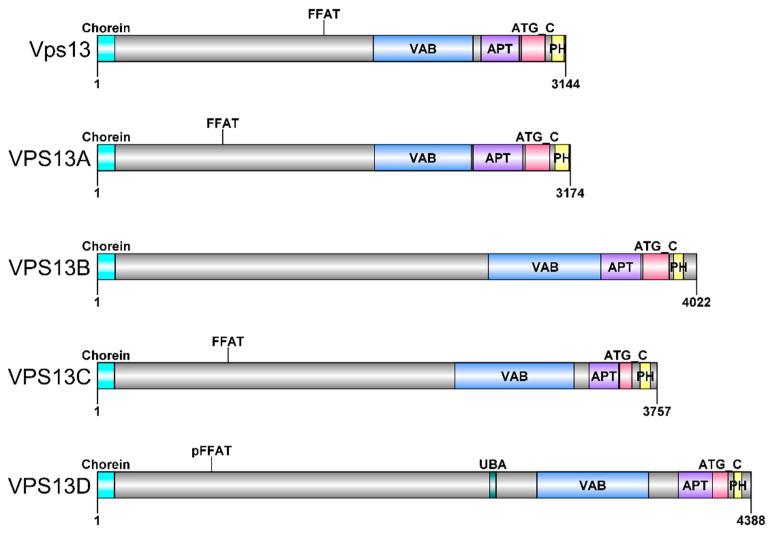 https://cdn.ncbi.nlm.nih.gov/pmc/blobs/130e/9104724/43184d97e6f2/ijms-23-05106-g002.jpg