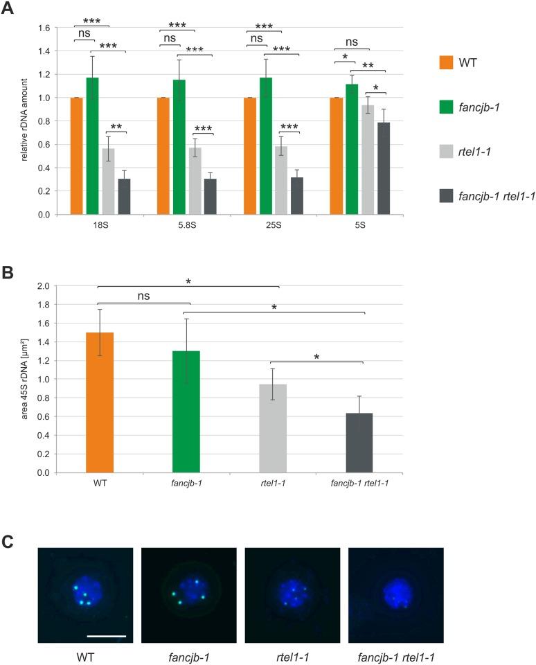 https://cdn.ncbi.nlm.nih.gov/pmc/blobs/1312/6550410/b3a897efeab7/pgen.1008174.g006.jpg