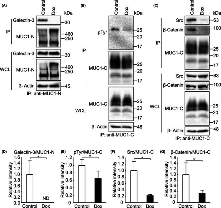 https://cdn.ncbi.nlm.nih.gov/pmc/blobs/1315/9633294/70410d593777/CAS-113-3852-g007.jpg