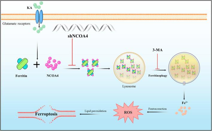 https://cdn.ncbi.nlm.nih.gov/pmc/blobs/131a/11416743/88e7e15daf5a/CNS-30-e70054-g004.jpg