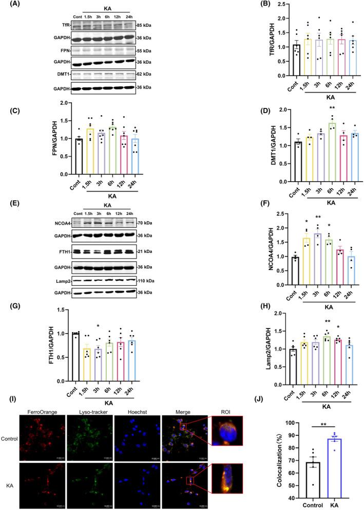 https://cdn.ncbi.nlm.nih.gov/pmc/blobs/131a/11416743/b9ede10d7b62/CNS-30-e70054-g005.jpg