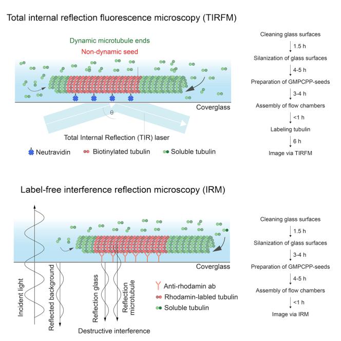 https://cdn.ncbi.nlm.nih.gov/pmc/blobs/131b/7757405/5ec981ada4db/fx1.jpg