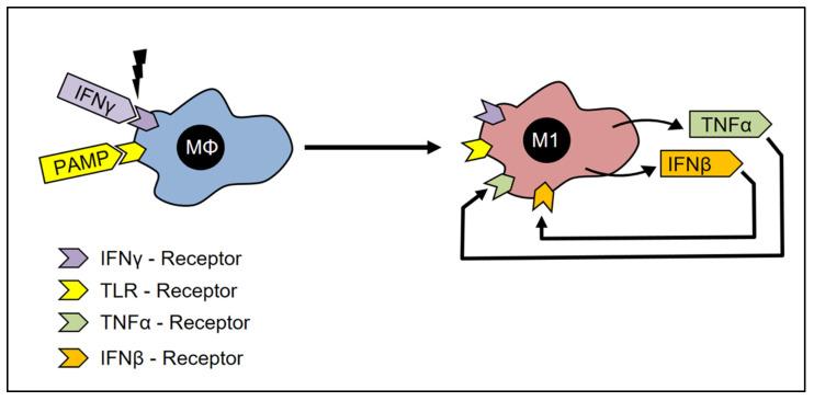 https://cdn.ncbi.nlm.nih.gov/pmc/blobs/131e/9856654/02e80755762a/cells-12-00276-g003.jpg