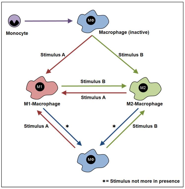 https://cdn.ncbi.nlm.nih.gov/pmc/blobs/131e/9856654/2dac746dcb5b/cells-12-00276-g002.jpg