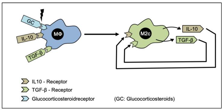 https://cdn.ncbi.nlm.nih.gov/pmc/blobs/131e/9856654/58e404b289c8/cells-12-00276-g008.jpg