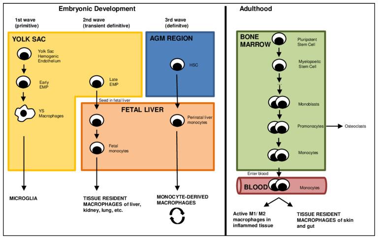 https://cdn.ncbi.nlm.nih.gov/pmc/blobs/131e/9856654/80674d24fbfd/cells-12-00276-g001.jpg