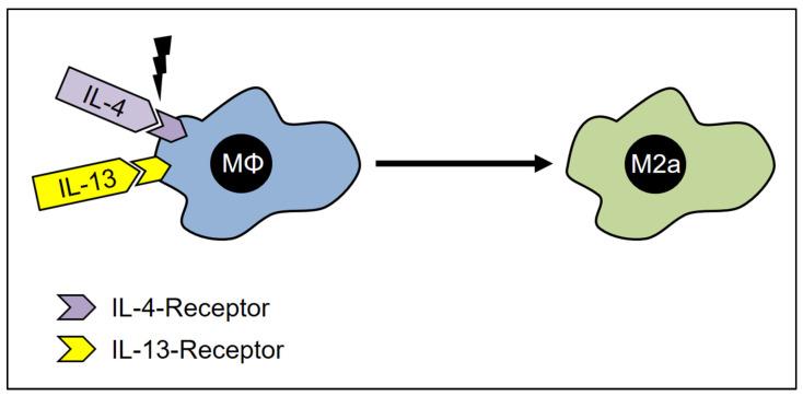 https://cdn.ncbi.nlm.nih.gov/pmc/blobs/131e/9856654/abd5963fd383/cells-12-00276-g005.jpg