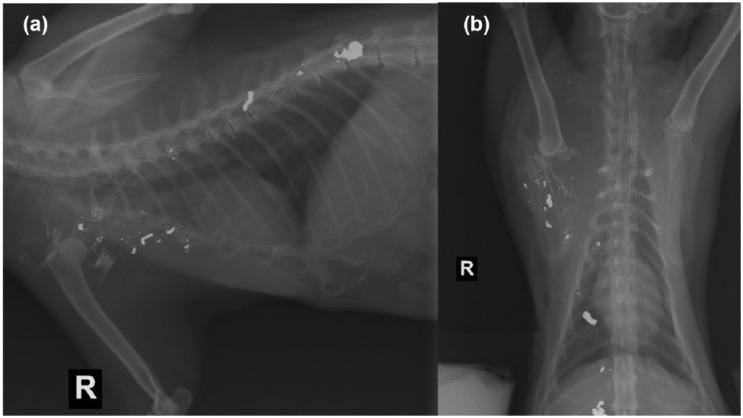 https://cdn.ncbi.nlm.nih.gov/pmc/blobs/1321/5371207/6e51b8dc47ca/10.1177_2055116915613816-fig1.jpg