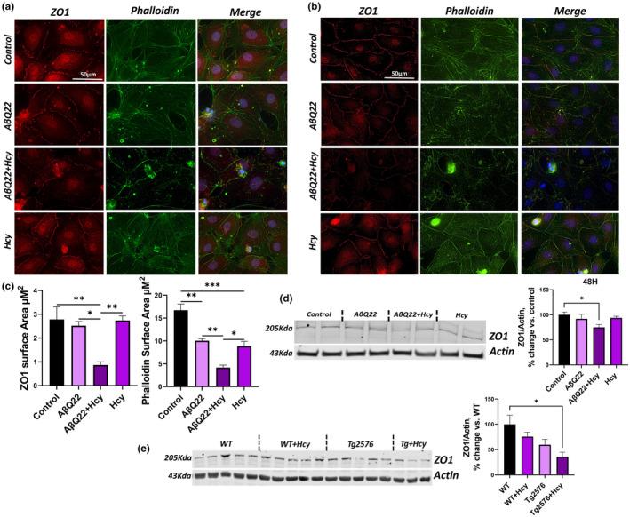 https://cdn.ncbi.nlm.nih.gov/pmc/blobs/1325/11113365/50721e99f8ac/ACEL-23-e14106-g005.jpg