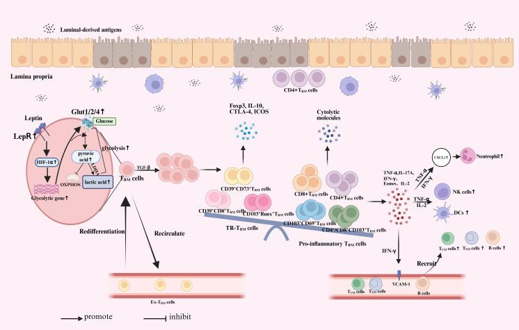https://cdn.ncbi.nlm.nih.gov/pmc/blobs/1326/12170311/3b63d0dff19d/fimmu-16-1591584-g001.jpg