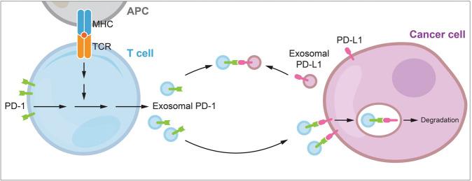 https://cdn.ncbi.nlm.nih.gov/pmc/blobs/1326/8342306/4cc92981c30f/41388_2021_1896_Fig7_HTML.jpg