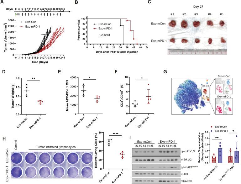 https://cdn.ncbi.nlm.nih.gov/pmc/blobs/1326/8342306/5d5c2c20c5e9/41388_2021_1896_Fig6_HTML.jpg