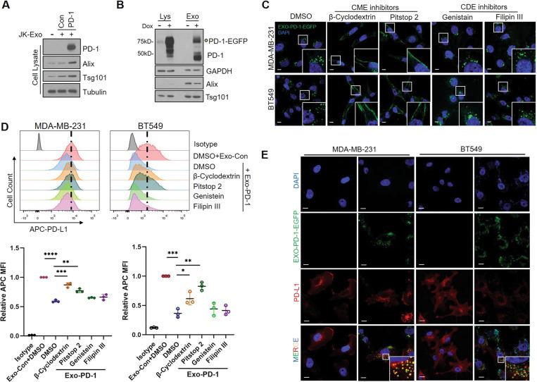 https://cdn.ncbi.nlm.nih.gov/pmc/blobs/1326/8342306/b35e546145df/41388_2021_1896_Fig4_HTML.jpg