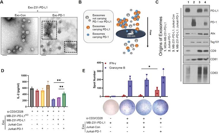 https://cdn.ncbi.nlm.nih.gov/pmc/blobs/1326/8342306/dc27c1d96497/41388_2021_1896_Fig5_HTML.jpg