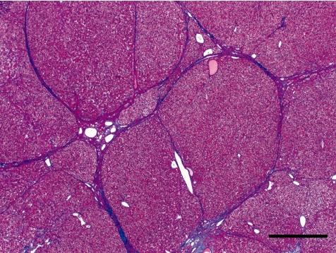 https://cdn.ncbi.nlm.nih.gov/pmc/blobs/132d/3234608/2b0cf2b7e878/tox-24-125-g008.jpg