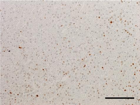 https://cdn.ncbi.nlm.nih.gov/pmc/blobs/132d/3234608/7b3112778640/tox-24-125-g006.jpg