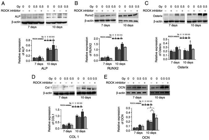 https://cdn.ncbi.nlm.nih.gov/pmc/blobs/132d/7986016/16f6b02fd2d0/mmr-23-05-12018-g10.jpg