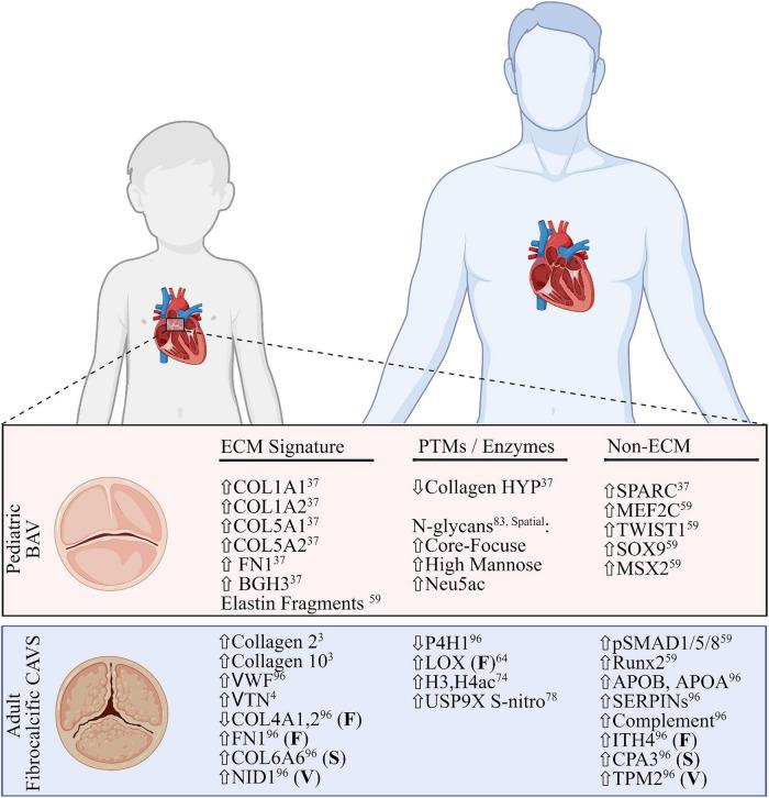 https://cdn.ncbi.nlm.nih.gov/pmc/blobs/1332/9685993/f6a04a72f4f3/fcvm-09-1024049-g003.jpg