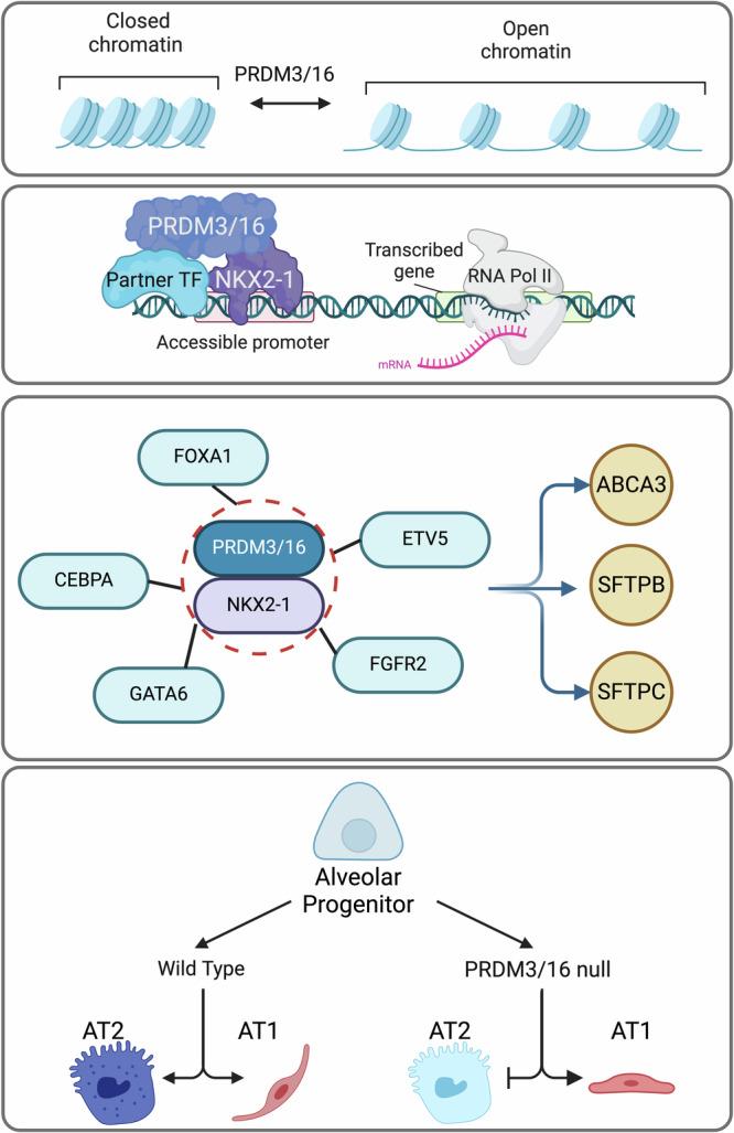 https://cdn.ncbi.nlm.nih.gov/pmc/blobs/1334/11405758/0ea1e1ef06d4/41467_2024_52154_Fig9_HTML.jpg