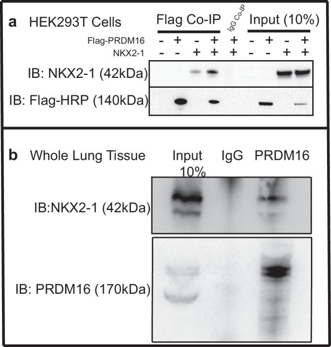 https://cdn.ncbi.nlm.nih.gov/pmc/blobs/1334/11405758/6472ba6f2969/41467_2024_52154_Fig7_HTML.jpg