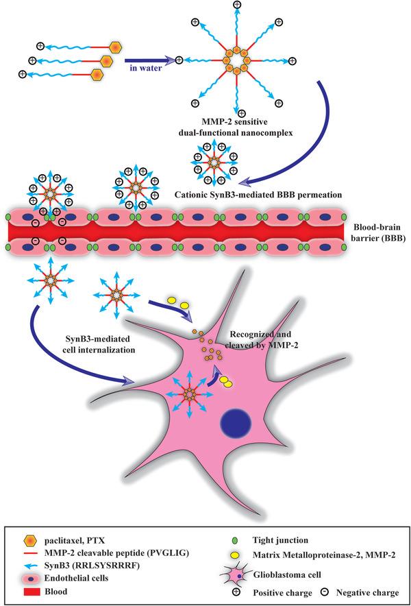 https://cdn.ncbi.nlm.nih.gov/pmc/blobs/1335/7856885/181c3060502a/ADVS-8-2001960-g010.jpg