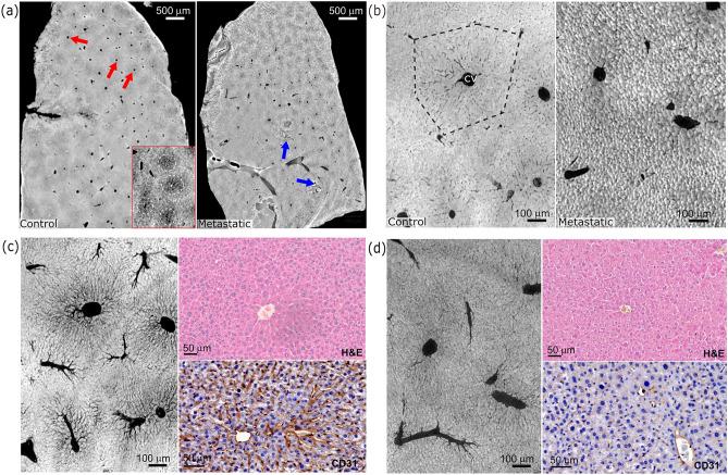 https://cdn.ncbi.nlm.nih.gov/pmc/blobs/1337/12106767/989260b62b86/41598_2025_96049_Fig1_HTML.jpg