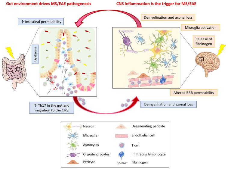 https://cdn.ncbi.nlm.nih.gov/pmc/blobs/1339/8490747/70e2bc259886/fimmu-12-718220-g002.jpg