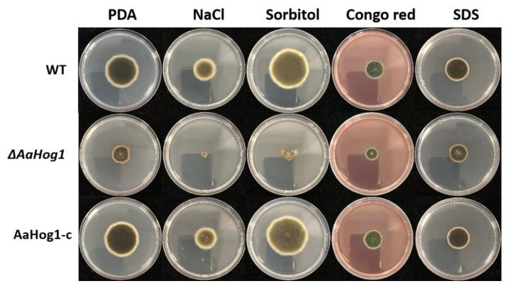 https://cdn.ncbi.nlm.nih.gov/pmc/blobs/133a/8952436/7061043cbfb4/jof-08-00266-g004.jpg