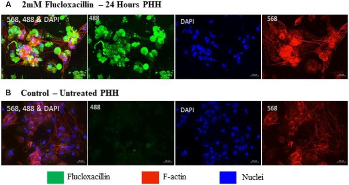 https://cdn.ncbi.nlm.nih.gov/pmc/blobs/133c/10371196/ceca51a6ceb4/kfad015f2.jpg