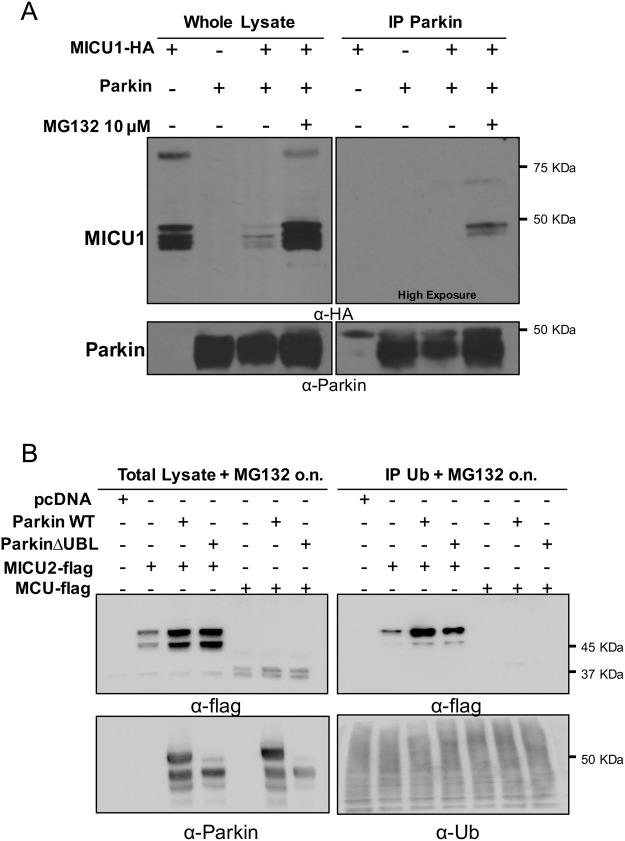 https://cdn.ncbi.nlm.nih.gov/pmc/blobs/133e/6155109/5bd9e431f867/41598_2018_32551_Fig6_HTML.jpg