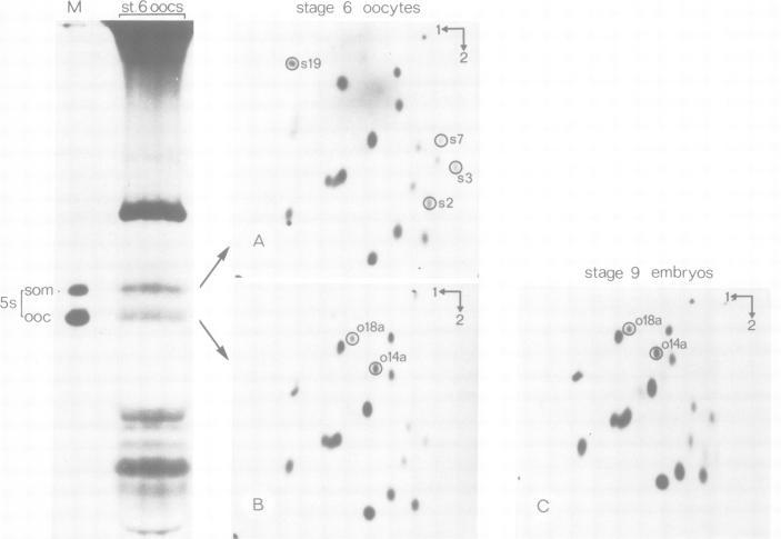 https://cdn.ncbi.nlm.nih.gov/pmc/blobs/133f/555331/fb1eb5656f72/emboj00262-0176-a.jpg
