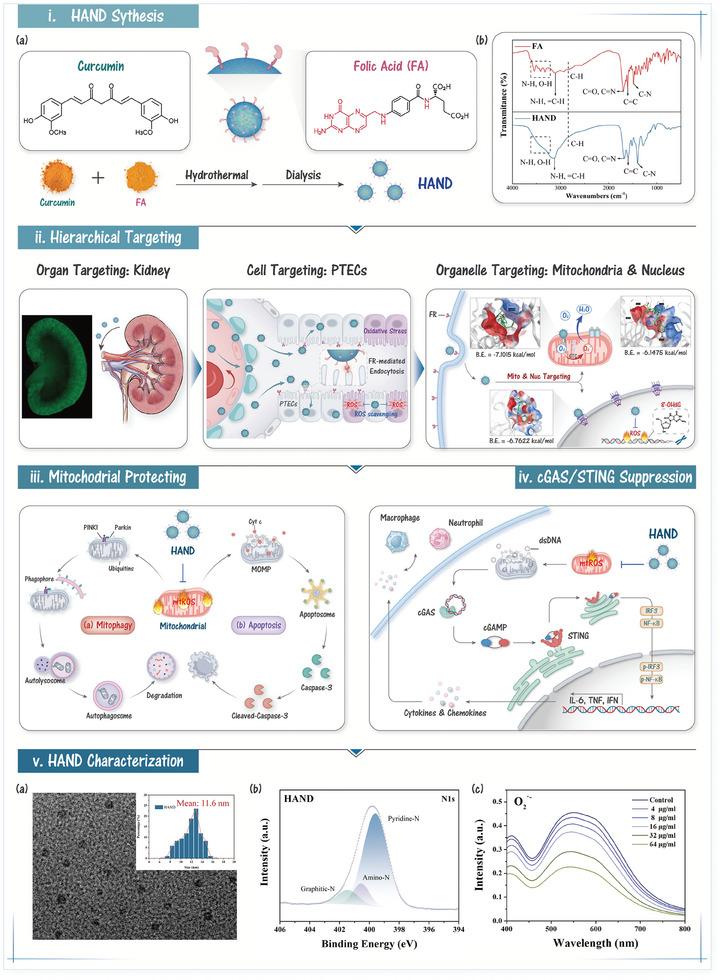 https://cdn.ncbi.nlm.nih.gov/pmc/blobs/1347/11809360/0093d0b93e14/ADVS-12-2411254-g004.jpg