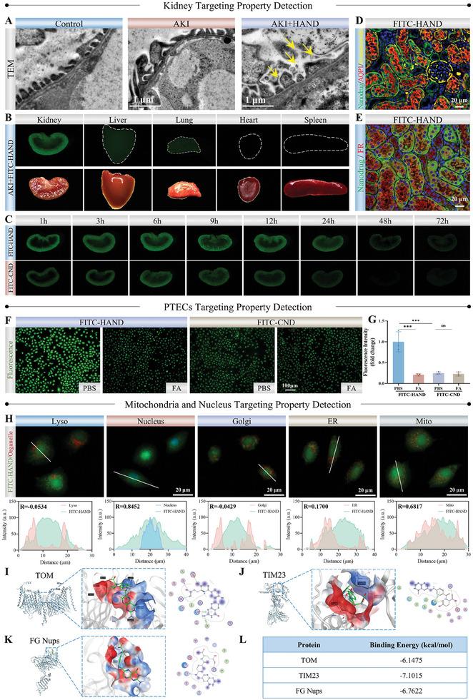 https://cdn.ncbi.nlm.nih.gov/pmc/blobs/1347/11809360/23aac4be02c6/ADVS-12-2411254-g003.jpg