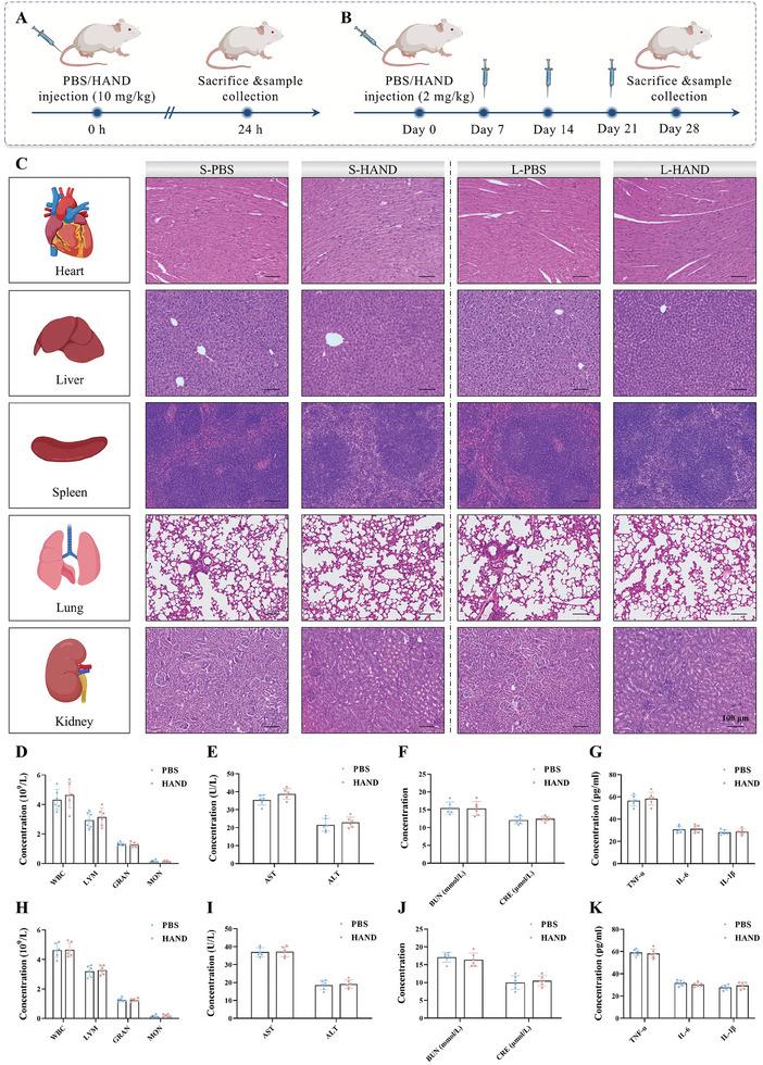 https://cdn.ncbi.nlm.nih.gov/pmc/blobs/1347/11809360/290fe916f00d/ADVS-12-2411254-g008.jpg