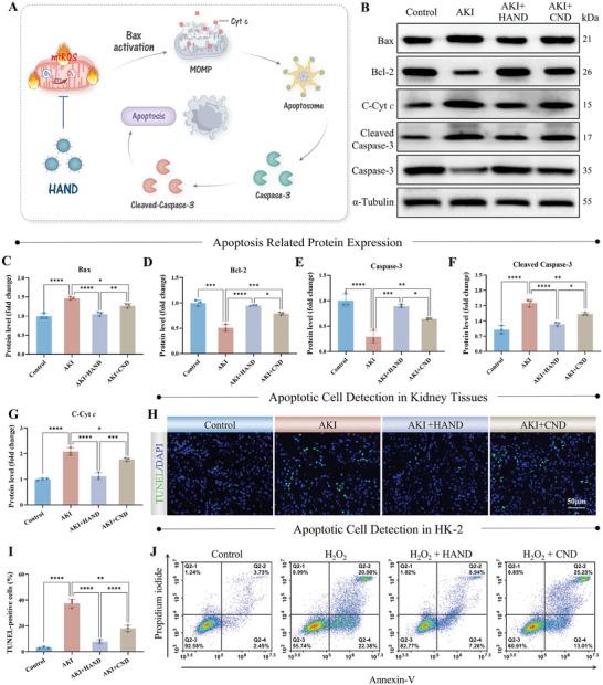 https://cdn.ncbi.nlm.nih.gov/pmc/blobs/1347/11809360/415345e25126/ADVS-12-2411254-g006.jpg
