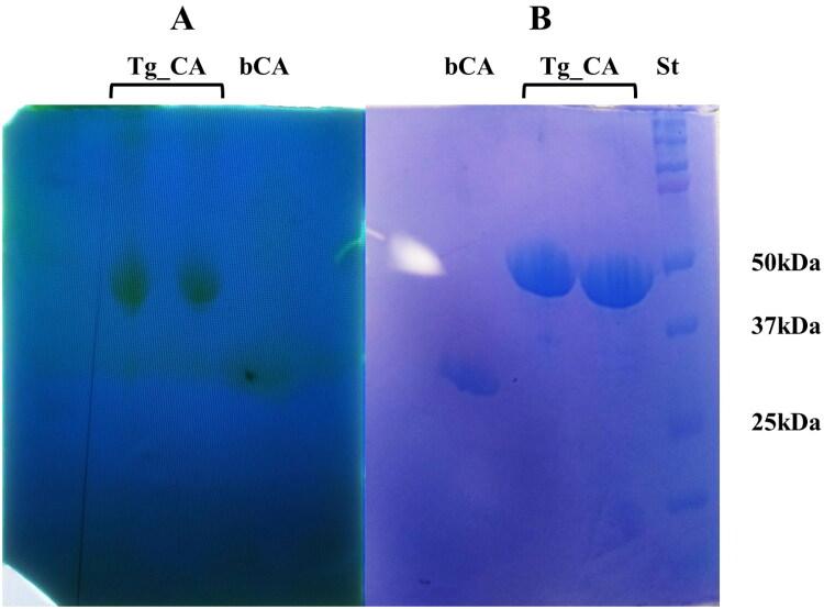 https://cdn.ncbi.nlm.nih.gov/pmc/blobs/1349/11163988/0dab884dec0b/IENZ_A_2346523_F0004_C.jpg