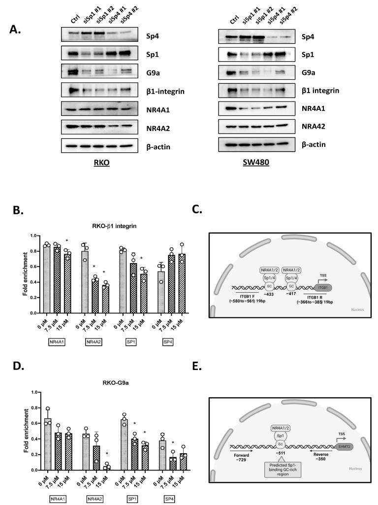 https://cdn.ncbi.nlm.nih.gov/pmc/blobs/134a/12028307/3555904ba4d4/ijms-26-03909-g005.jpg