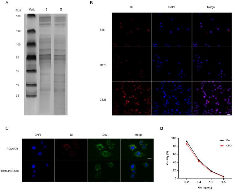 https://cdn.ncbi.nlm.nih.gov/pmc/blobs/134b/10163893/1564e8545e10/IJN-18-2261-g0003.jpg