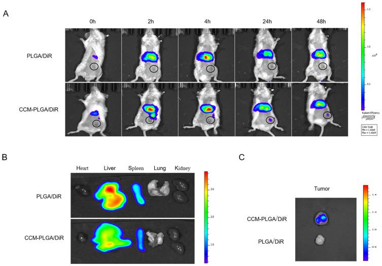 https://cdn.ncbi.nlm.nih.gov/pmc/blobs/134b/10163893/4e3fd03a7ab9/IJN-18-2261-g0004.jpg
