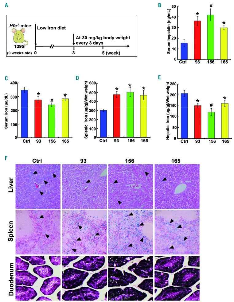 https://cdn.ncbi.nlm.nih.gov/pmc/blobs/134d/6717595/5f62710d239b/1041768.fig6.jpg