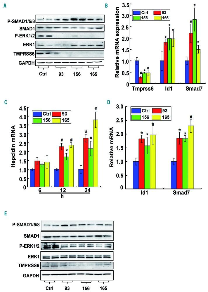https://cdn.ncbi.nlm.nih.gov/pmc/blobs/134d/6717595/9a750a23f64d/1041768.fig3.jpg