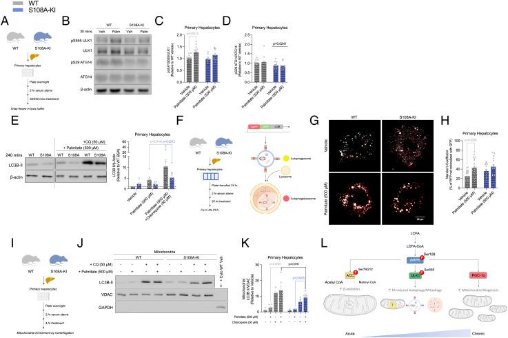 https://cdn.ncbi.nlm.nih.gov/pmc/blobs/134f/9860314/7ae9c0437928/pnas.2119824119fig04.jpg