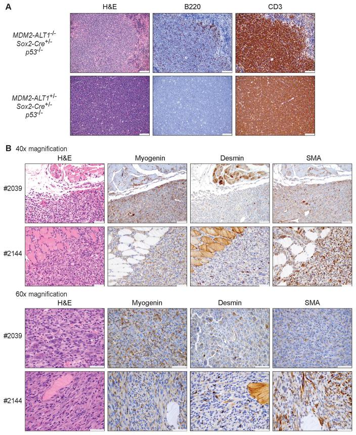 https://cdn.ncbi.nlm.nih.gov/pmc/blobs/1351/5756115/98640e899ff9/nihms886418f3.jpg