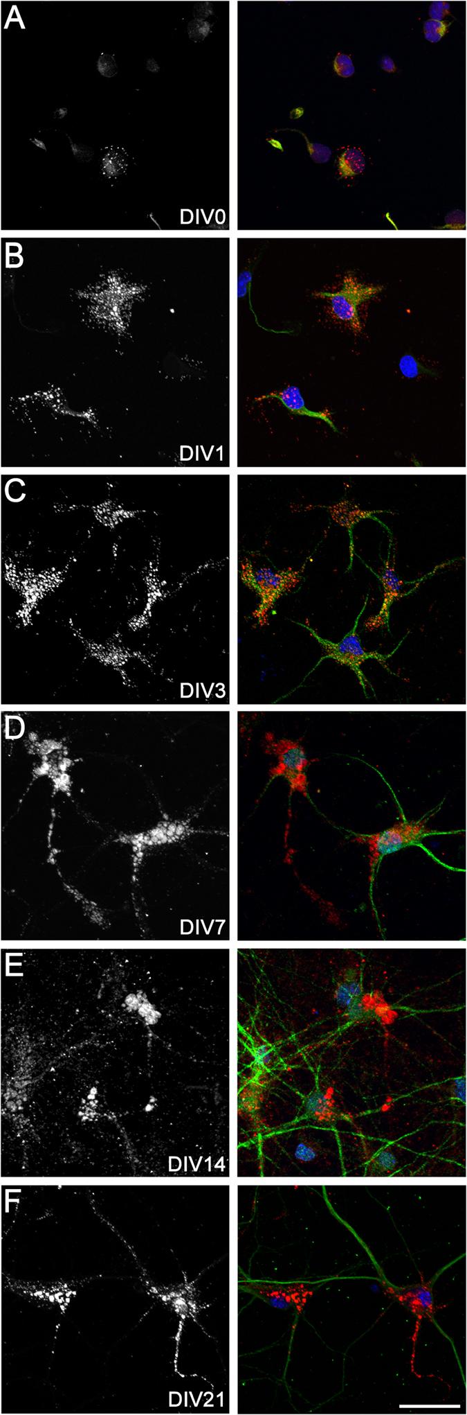 https://cdn.ncbi.nlm.nih.gov/pmc/blobs/1353/5347017/353ae283c6ac/srep44135-f4.jpg