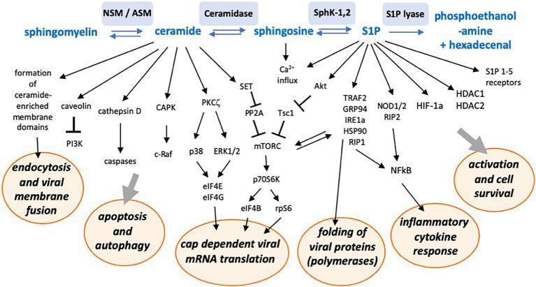 https://cdn.ncbi.nlm.nih.gov/pmc/blobs/1353/8511394/1e13a4c63edd/fphys-12-715527-g003.jpg