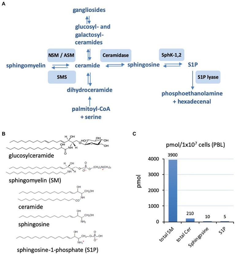 https://cdn.ncbi.nlm.nih.gov/pmc/blobs/1353/8511394/2285e8ffc9ab/fphys-12-715527-g001.jpg